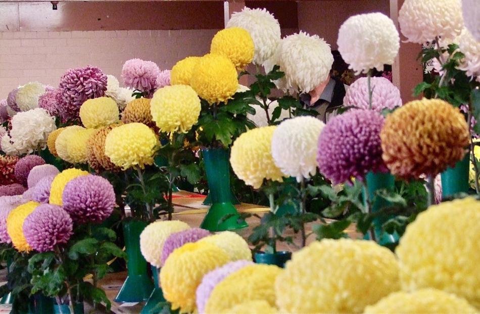 Ball varieties of chrysanthemum at a Dunedin show. PHOTOS: GILLIAN VINE