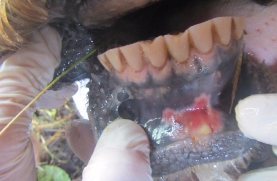 A foot-and-mouth lesion is affecting this Nepalese farm beast. Supplied photo
