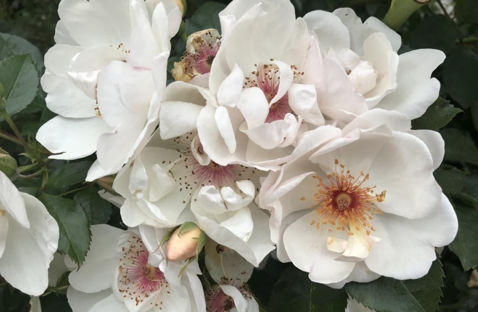 ‘Ballerina’ is a favourite rose. PHOTOS: GILLIAN VINE