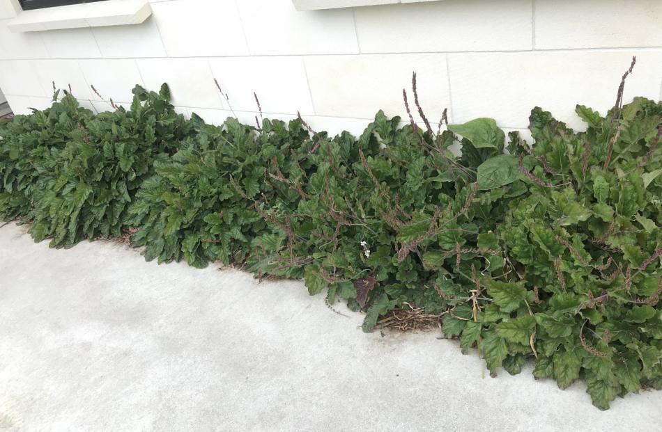 A bed of "Bridal Wreath" (Francoa) beside the house.