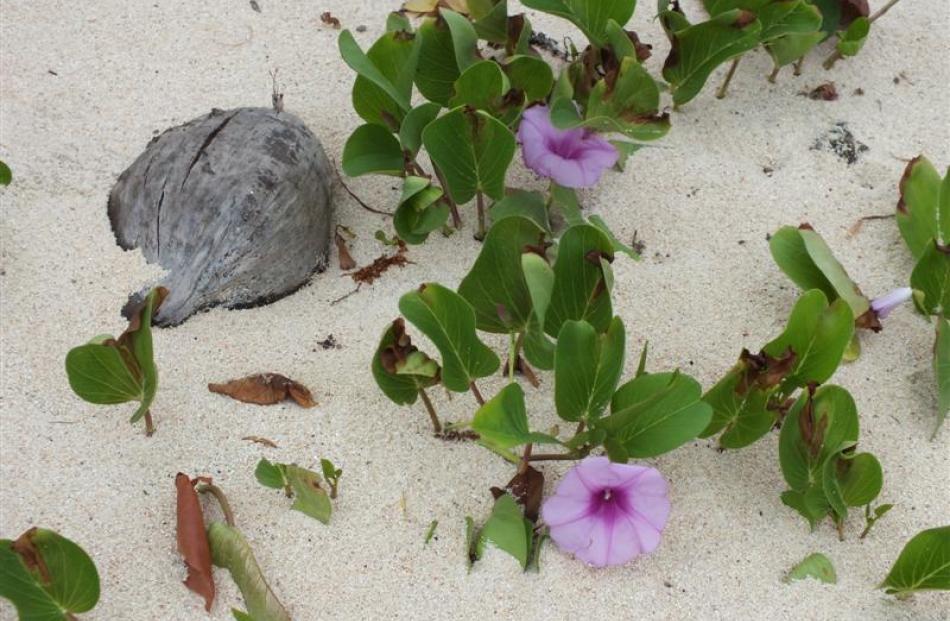 Beach morning glory (Ipomoea pes-caprae) growing in sand.