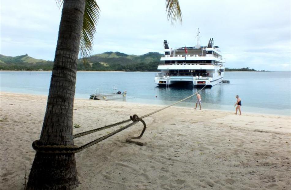 Fiji Princess tied to a coconut palm.