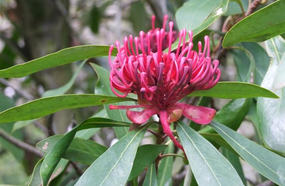 A mature waratah blooms from midspring.