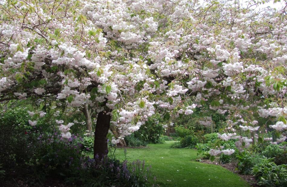 A large flowering cherry in full bloom.