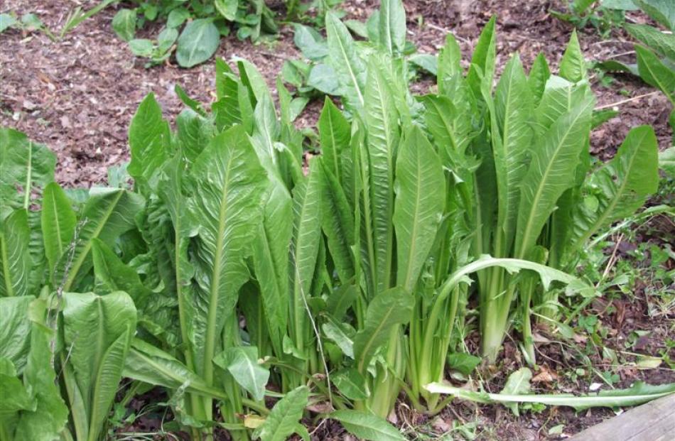 Chicory is used for winter salads.