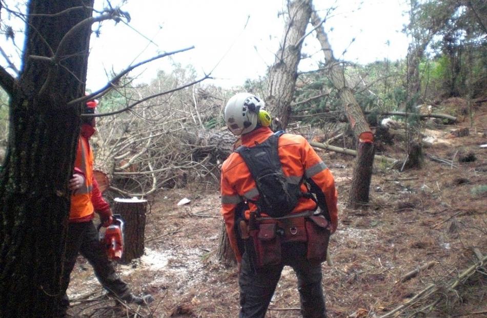 Otago Polytechnic senior tutor in arborculture Ben 
Fentiman watches tree-felling by his students.