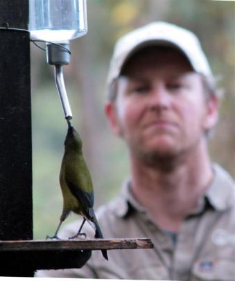 Orokonui Ecosanctuary ranger and volunteer co-ordinator Matt Thomson tops up the sugar water at...