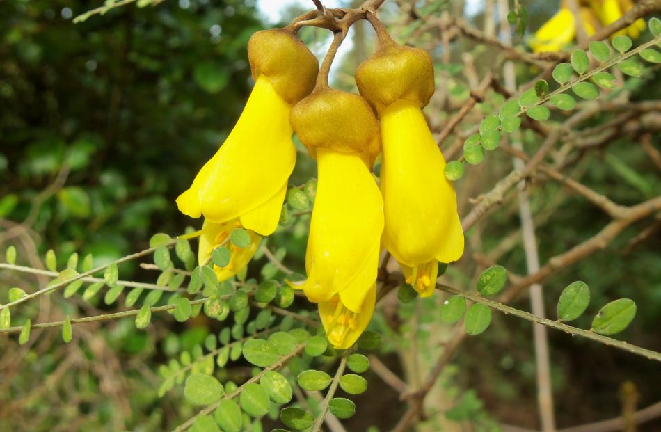 The South Island kowhai is just one of eight varieties of the native tree.