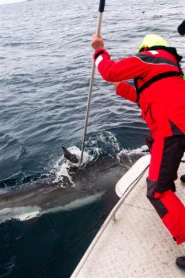 Niwa scientist Dr Malcolm Francis tags a great white shark. Photo by Warrick Lyon, Niwa.