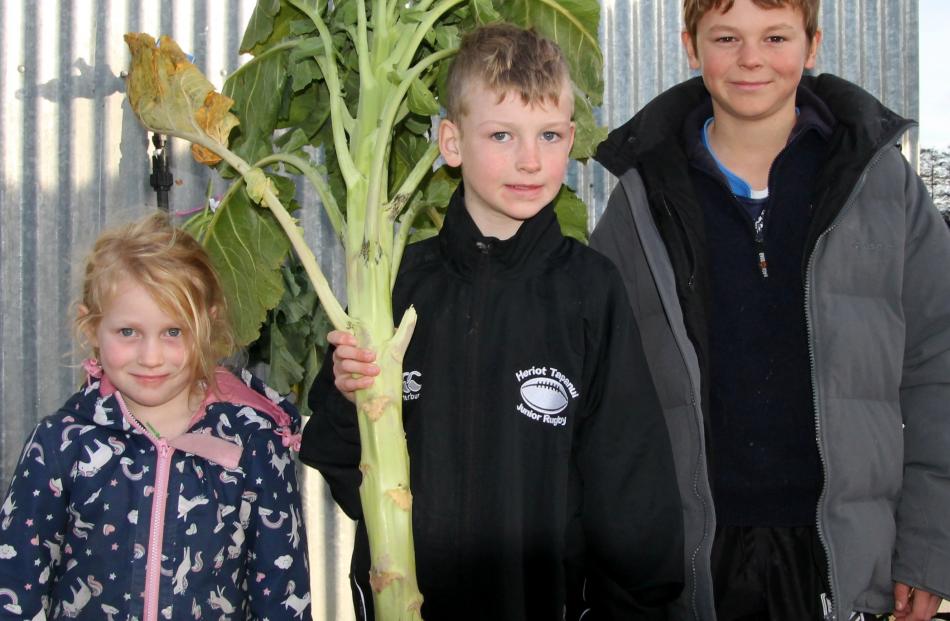 Tallest kale winners Holly, 4, and Odie, 7, McPherson with George Anderson, 10 (right). PHOTOS:...