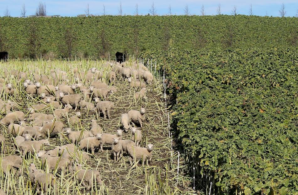 Sheep grazing on kale near Beaumont.