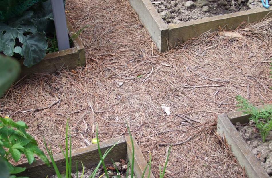 Paths of pine needles between simple wood-edged beds.