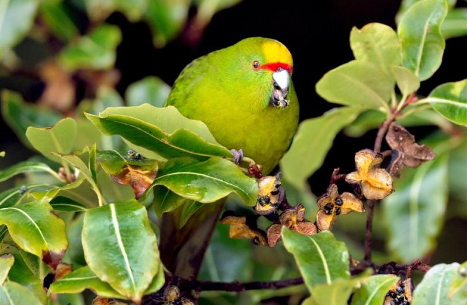 The kakariki, or yellow-crested parakeet. Photo by Stephen Jaquiery.