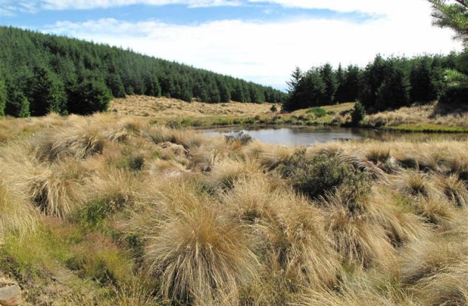 A pond that is home to freshwater crayfish in Avondale Forest in Southland. Photos supplied.