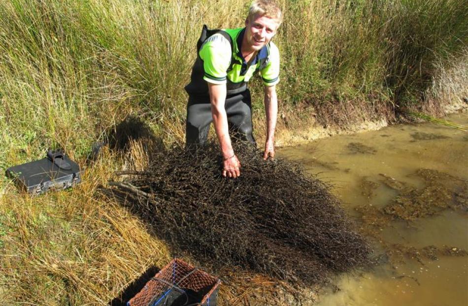 Callum Kyle samples juvenile freshwater crayfish in a refuge in Avondale Forest in Southland.