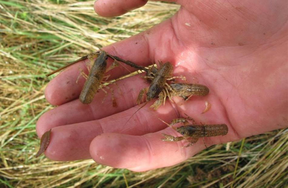 Young freshwater crayfish.