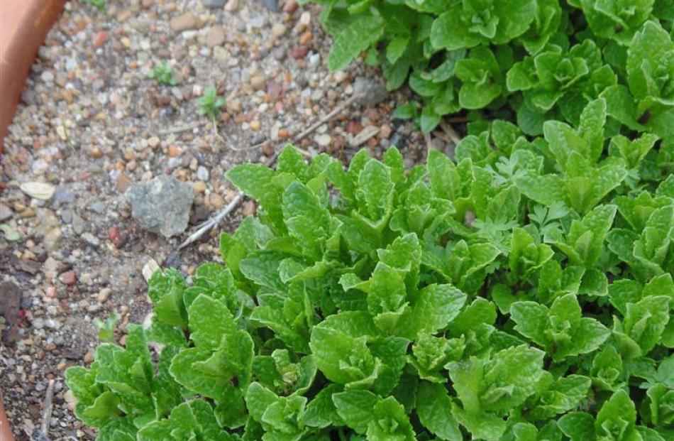 Herbs such as spearmint (Mentha spicata) grow well in pots.