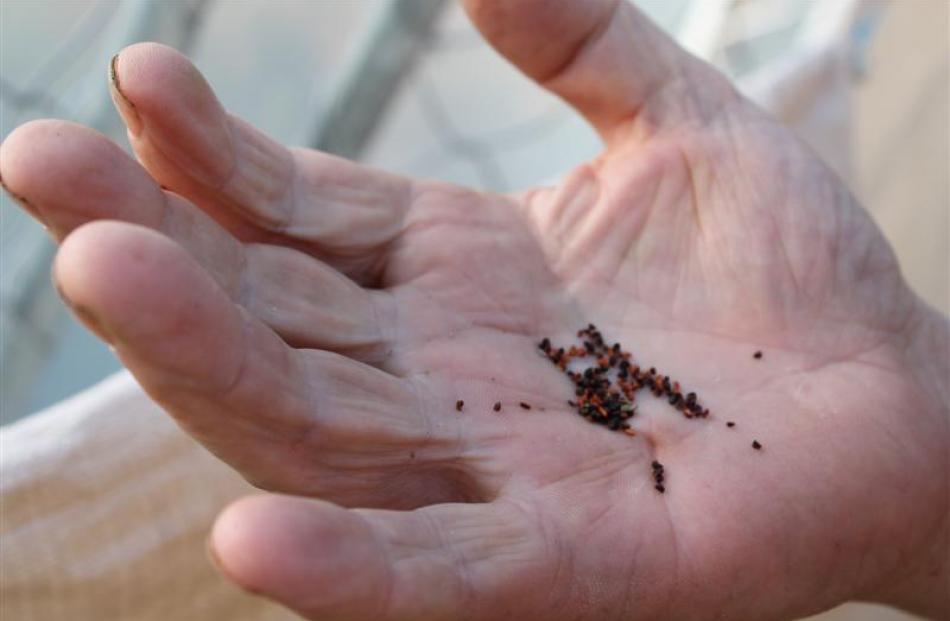 Fine seed. There are more than 1.3 million per kg. Photos by Allison Beckham.