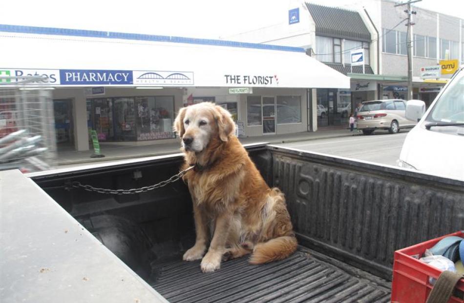 A dog waits  in a ute in the main street of Balclutha for its owner's return.
