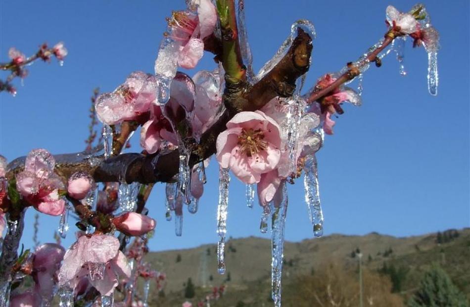 A coating of ice after frost-fighting  helps protects vulnerable fruit blossom.