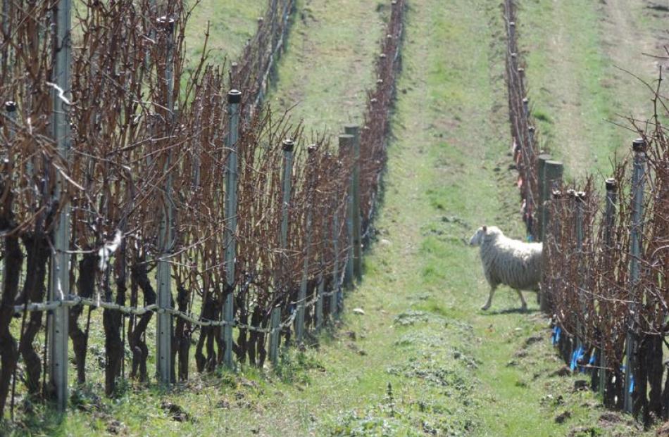 Burn Cottage's commitment to organic and biodynamic viticulture is evident. Photos by Charmian...