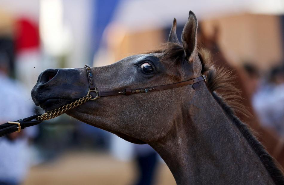 An Arabian horse takes part in a horse beauty contest during the Sharqia Arabian Horses Festival...
