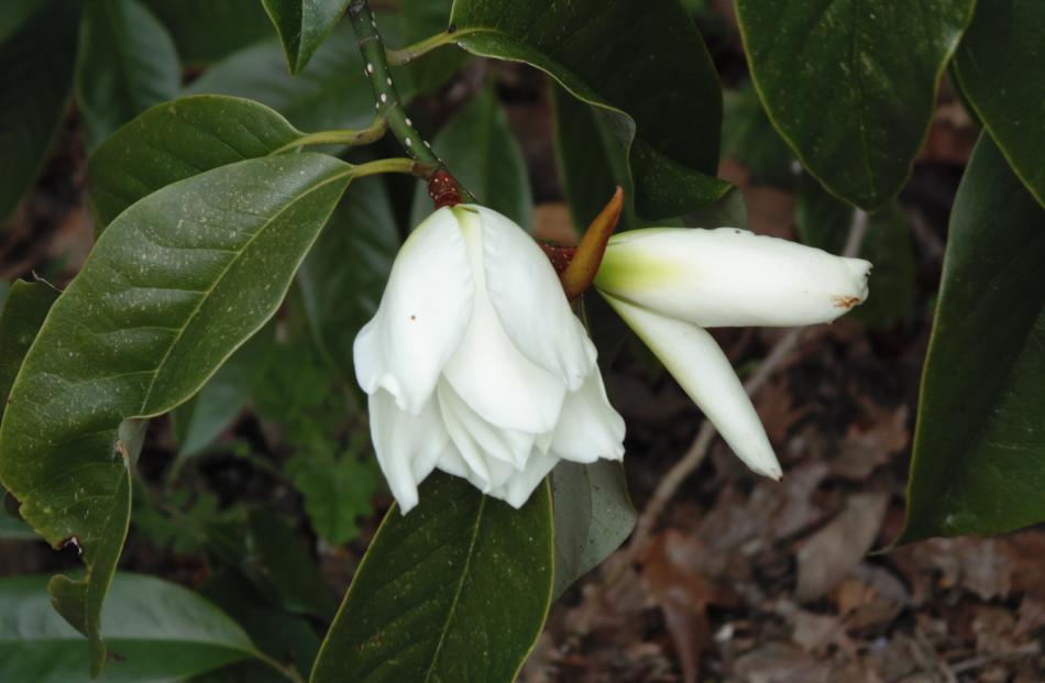 Fragrant Michelia doltsopa, an evergreen from the Himalayas, has been reclassified as Magnolia...