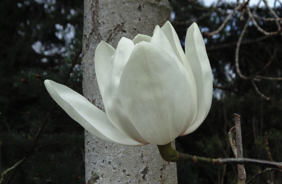 In the wild, Magnolia campbellii is more often pure white than pink.
