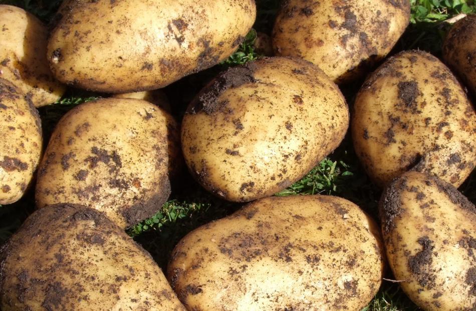 Dutch-bred "Agria" is New Zealand’s most popular potato. 