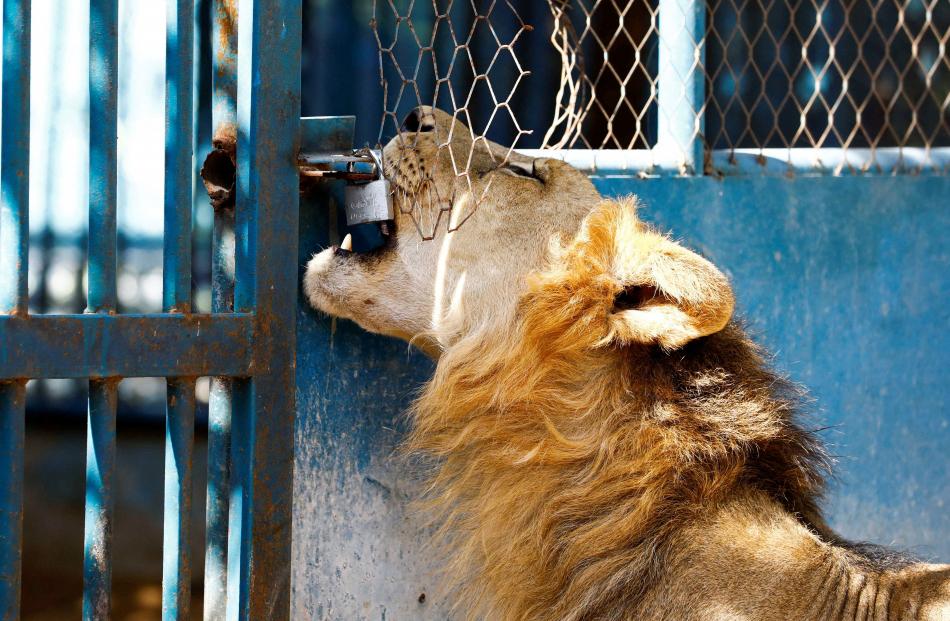 A lion plays with a padlock in its enclosure at the Daarusalaam zoo in Mogadishu, Somalia. PHOTO:...