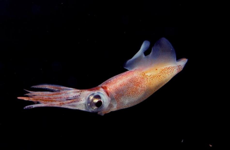 Firefly squid.