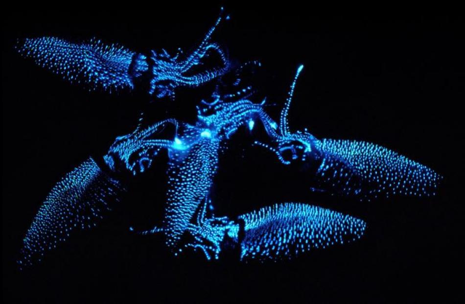 Firefly squid. Photos by Osamu Inamura.