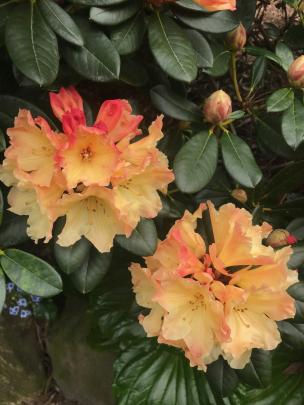 An unnamed rhododendron, possibly "Jingle Bells".