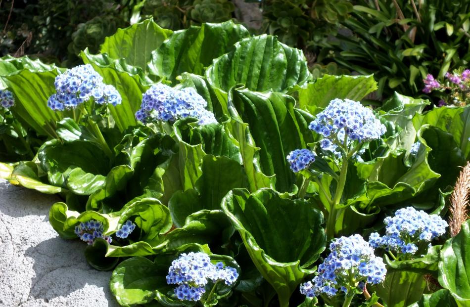 Chatham Island forget-me-nots thrive in the lower garden.
