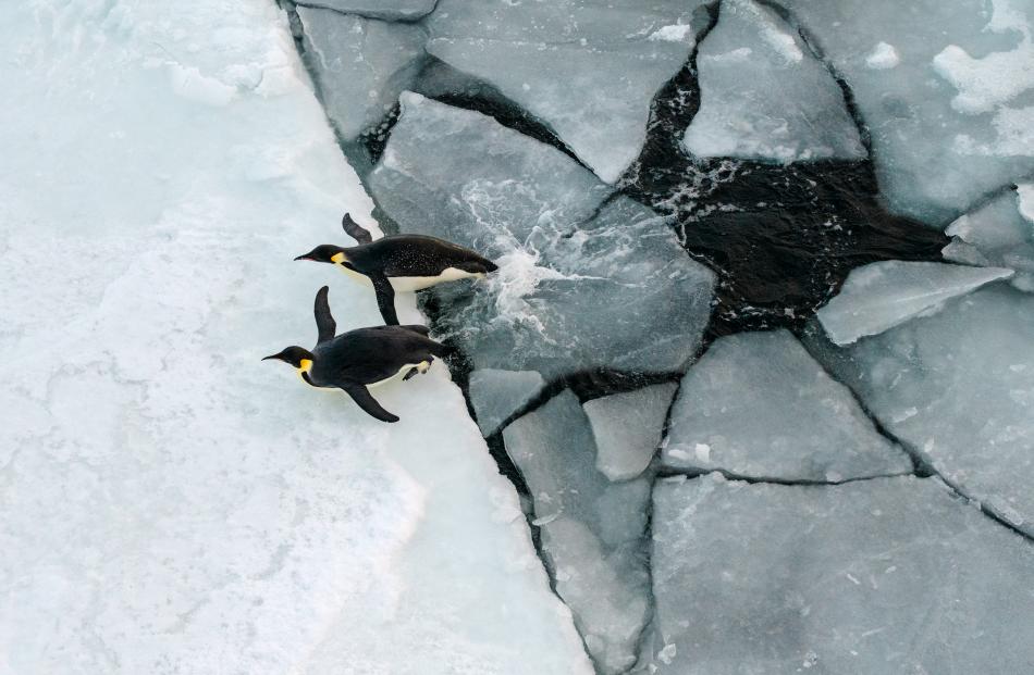 Emperor Penguins - Wildlife Winner 2024 McMurdo Sound, Antarctica - New Zealand Ross Dependency