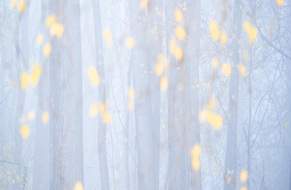 Falling Autumn Leaves - Landscape Winner 2024 Beside the Mata-Au Clutha River, Wānaka