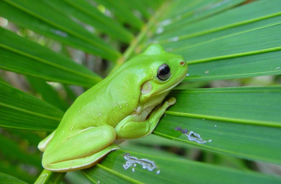 One of the rainforest's smaller living gems.