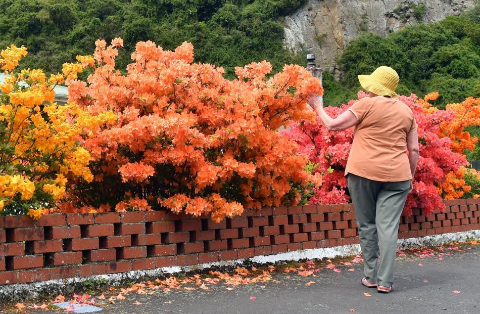 A passerby admires a row of flowering plants in Rockside Rd on Friday as spring flowers fill...