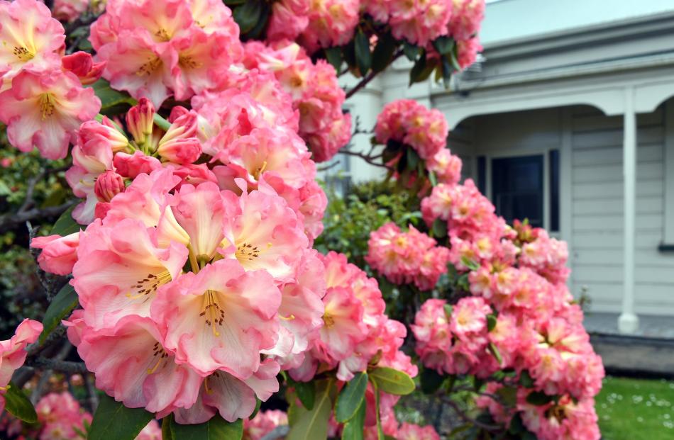 Flowers in full bloom on the front lawn of a Dunedin house.