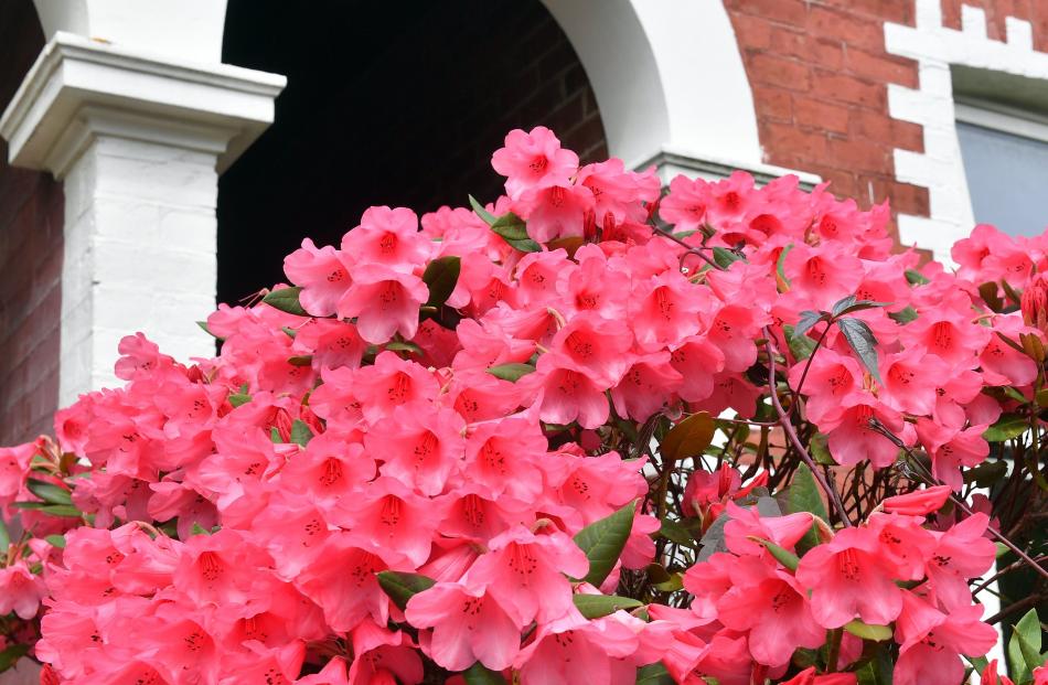Flowers decorate the front garden of a George St home.