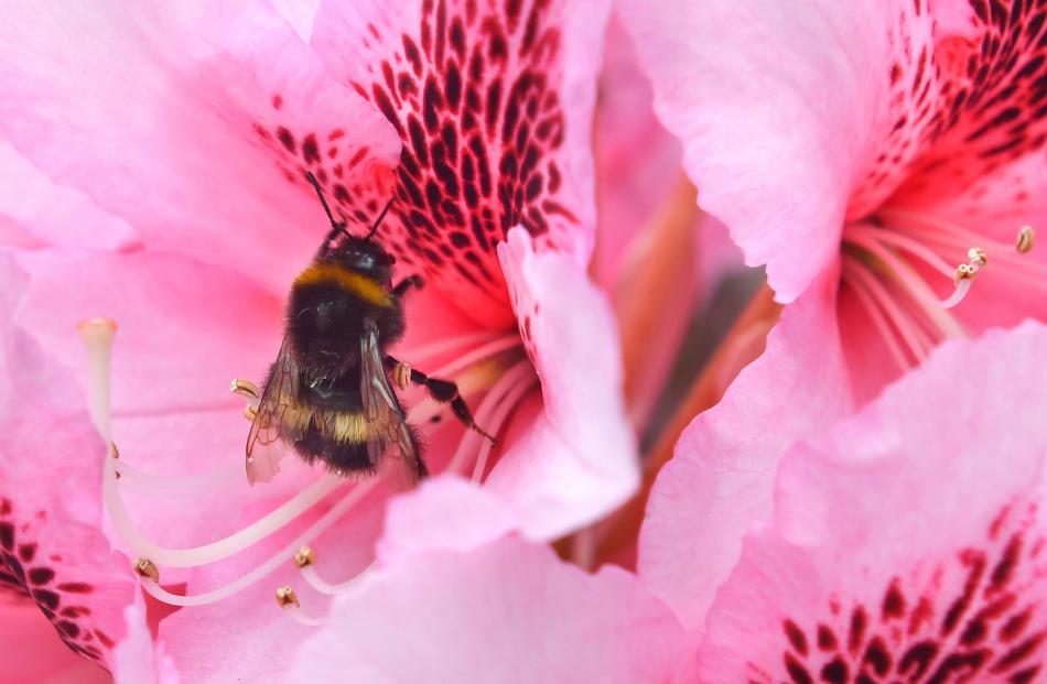 A bumble bee investigates a flower outside Knox College.