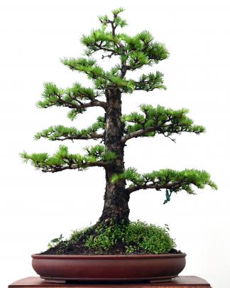 Japanese Larch on display during the Otago Bonsai Society Exhibition at the Community Gallery on...