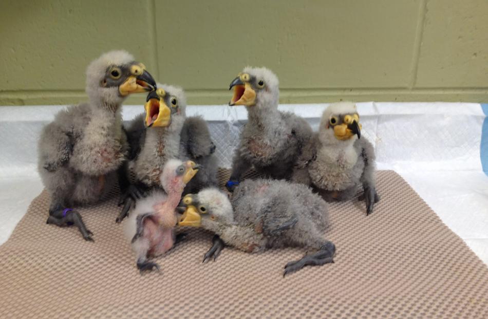 Kea chicks have a day out at Cincinnati Zoo, which has a kea breeding programme. Photo by Jenny...