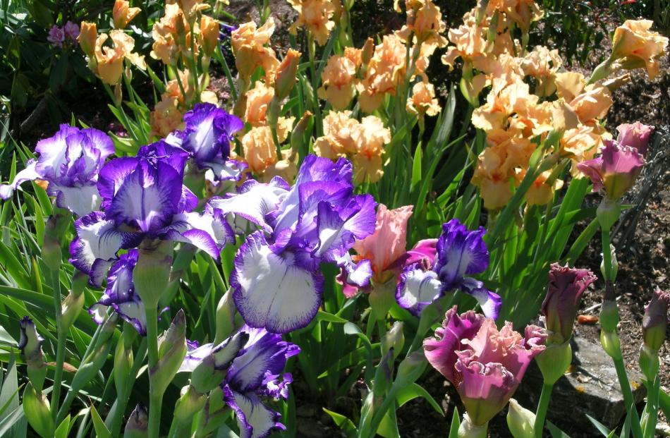 Bearded irises come in numerous colours. The blue and white is a plicata type, the orange blooms...