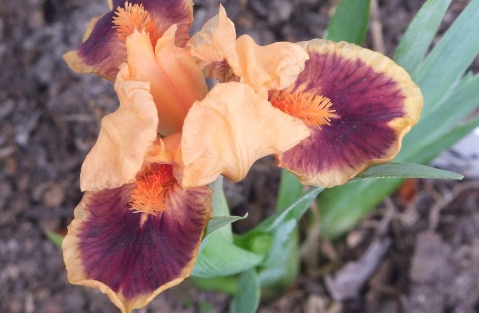 Two-toned irises are especially appealing. As here in miniature bearded "Pele", the falls are...
