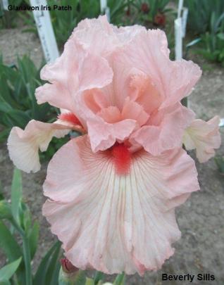 Self-coloured "Beverly Sills" is a popular tall bearded (TB) iris.