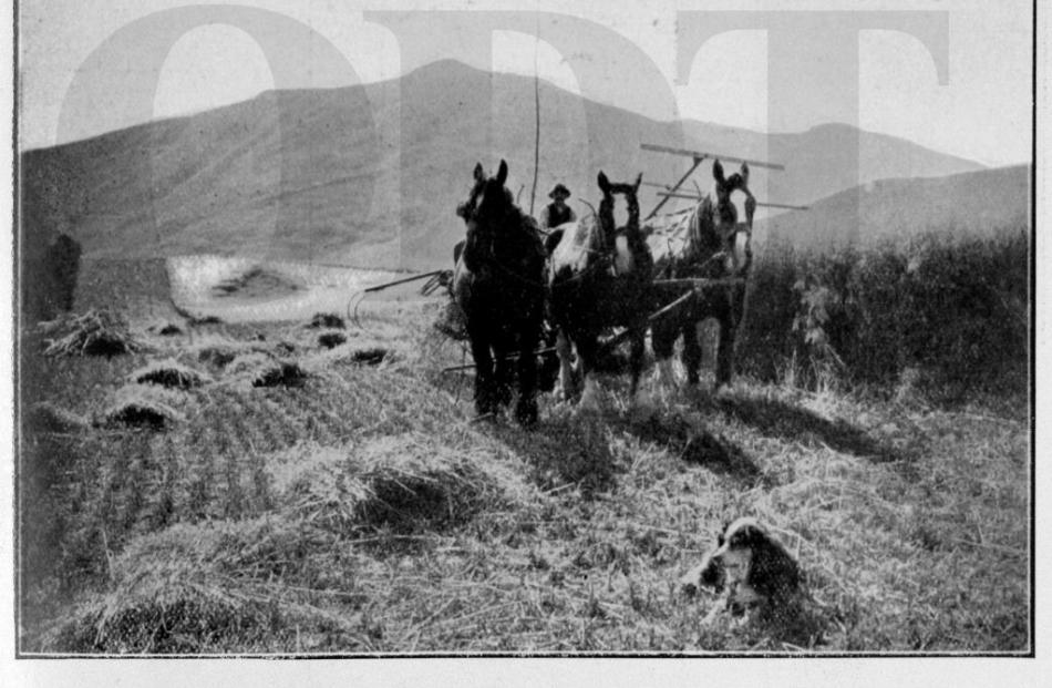 06/03/1918, Otago Witness. A reaper and binder working on a grain crop at Mr Miller's farm, Mt...