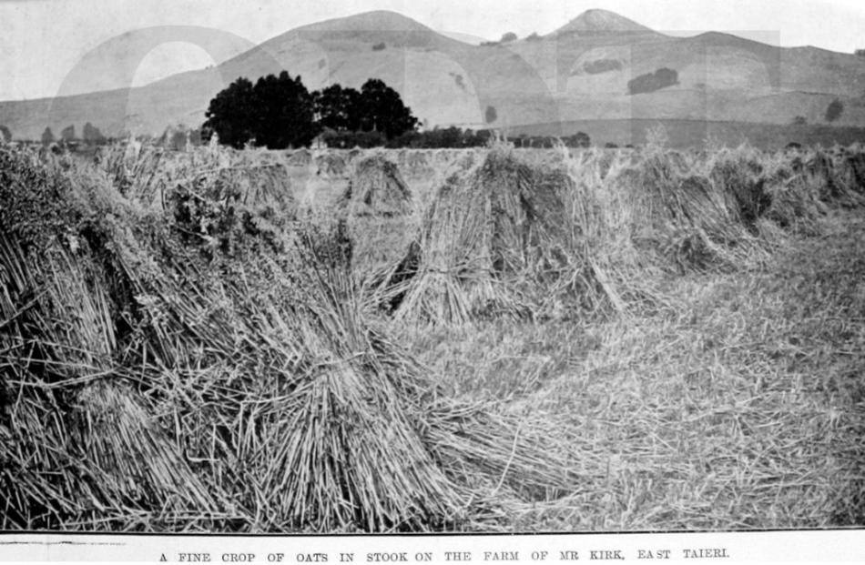 30/06/1915, Otago Witness. A fine crop of oats in stook on Mr W. Kirk's farm at East Taieri.