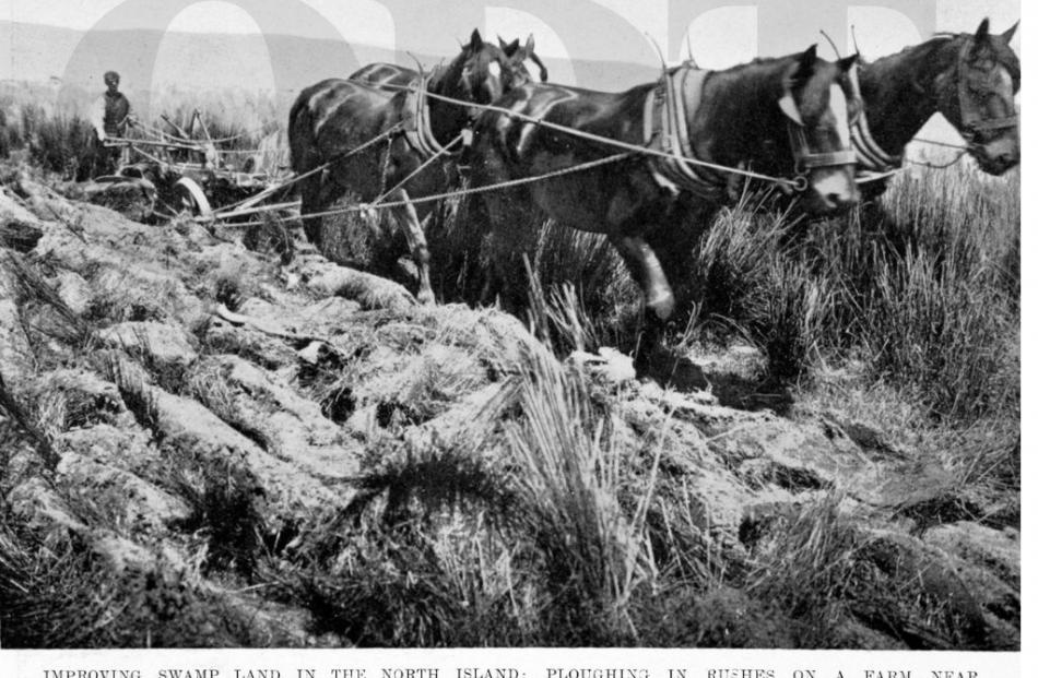 19/06/1912, Otago Witness. Improving swamp land in the North Island: ploughing rushes on a farm...