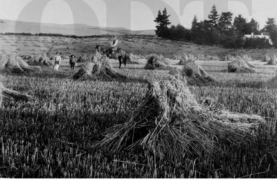 14/05/1913, Otago Witness. This paddock of golden wheat grown on Mr G. J. Thompson's farm, ...
